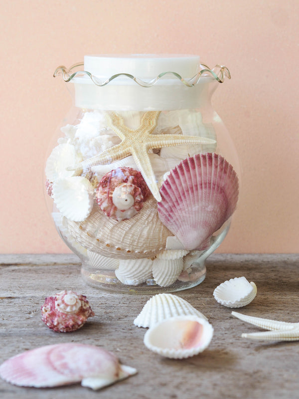 Premium Pink and White Seashell Mix Gift Pack with Glass Vase
